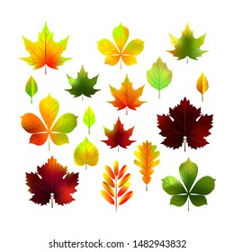 Realistic autumn leaves set. Vector illustration