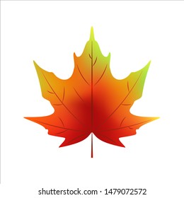 Realistic autumn maple isolated on white background. Vector illustration