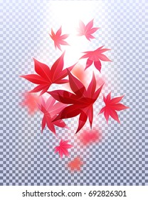  Realistic autumn maple leaves. Vector illustration design template element.