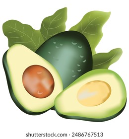 Realistic Avocado Fruit and Leaves Vector Illustration