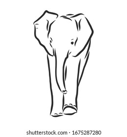 Realistic baby elephant, vector sketch illustration 