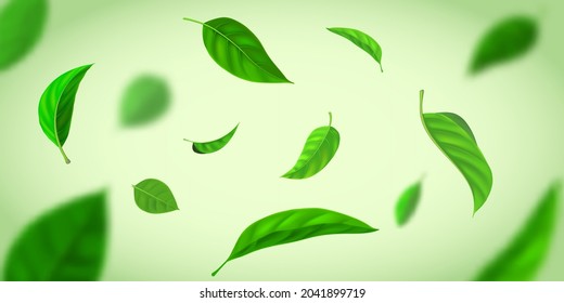 Realistic background with green tea leaves flying in wind. Nature fresh effect with herbal leaf in air. Organic tea plantation vector banner. Foliage in motion falling down, blowing wind