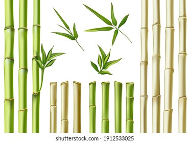 Realistic bamboo sticks. 3d green and brown branches, stem and leaves. Nature botanical hollow canes. Asian bamboo eco decoration vector set. Fresh green foliage, natural, organic plants