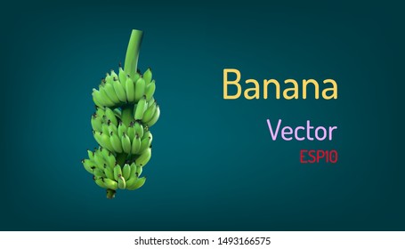 realistic banana fruit and branch elements. vector illustration eps10