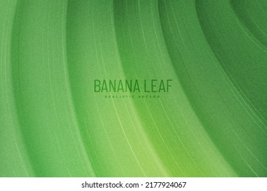 Vector de fondo de hoja de plátano realista para verano y tema tropical