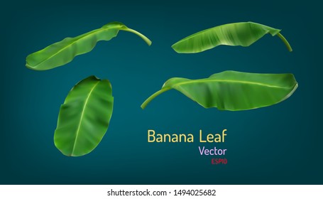 Realistic Banana Leaf And Texture Of Light And Shadow. Vector Illustration Eps10