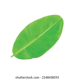 realistic banana leaf vector illustration isolated on white background.