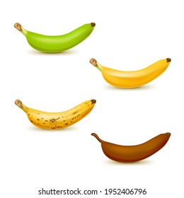 Gráfica realista de la maduración del plátano ilustra vectorial. Conjunto de 4 bananas de diferentes colores, de color verde a marrón sobre maduro.