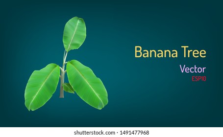 realistic banana tree and branch elements. vector illustration eps10