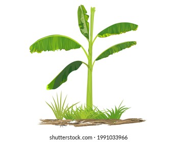 Realistic banana tree plant with handwritten vector illustration