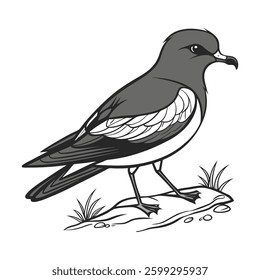 Realistic Band Rumped Storm Petrel Illustration. Concept of Bird Design.