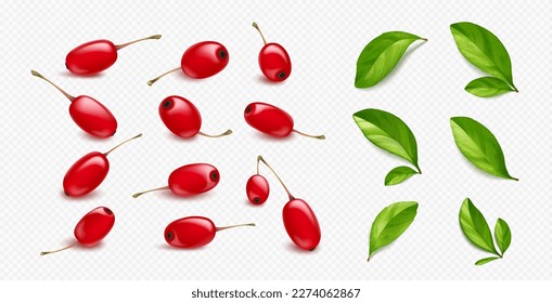 Realistic barberry set isolated on transparent background. Vector illustration of ripe red berries and fresh green leaves. Organic natural ingredient for medicine, tea flavor, skin care cosmetics