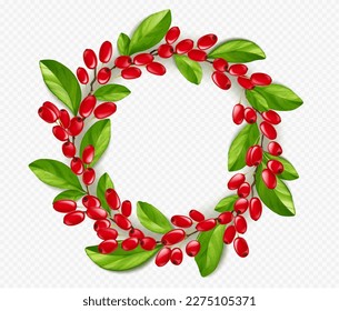 Realistic barberry wreath isolated on transparent background. Vector illustration of round frame decorated with red berries and fresh green leaves. Organic ingredient for medicine, skin care cosmetics