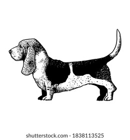 Realistic basset hound. Dog breed - Vector illustration