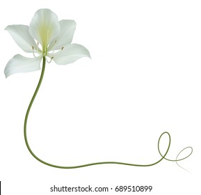 Realistic bauhinia (orchid) frame, corner.