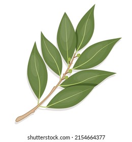 Realistic bay leaf branch in flat style, dried bay leaves, leaves for seasoning, packaging, recipe vector illustration