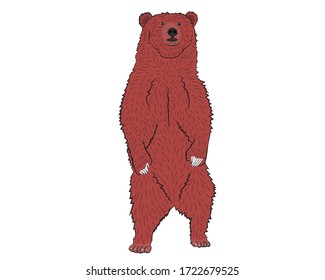 Realistic bear stands on two hind legs. Vector illustration.