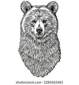 Realistic Bear vector, hand drawn animal illustration bruin
