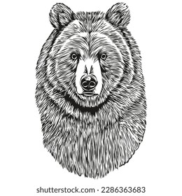 Realistic Bear vector, hand drawn animal illustration bruin
