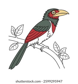Realistic Bearded Barbet Bird Illustration. Concept of Bird Design.