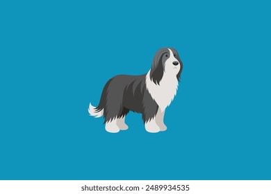 Realistic bearded Collie Dog vector artwork capturing detailed features and expressive charm of this adorable breed.