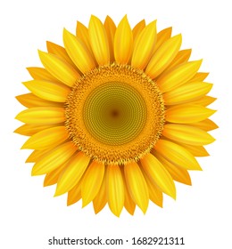 Realistic beautiful bright yellow sunflower blossom isolated on white background, colorful summer plant, vector illustration