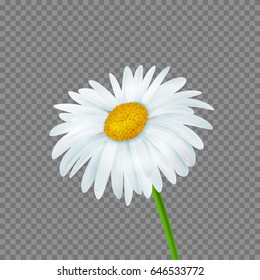 Realistic beautiful daisy flower isolated, vector illustration