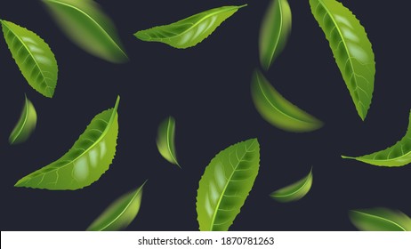  Realistic beautiful flying green tea leaf isolated on dark. Leaves spring background. The Premium green tea for good health. Foliage nature plant for design, advertising, packaging products. Vector
