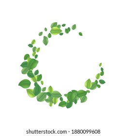  Realistic beautiful flying green tea leaf isolated on white. Leaves spring background. The Premium green tea for good health. Foliage nature plant for design, advertising, packaging products. Vector