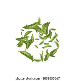 Realistic beautiful flying green tea leaf isolated on white. Leaves spring background. The Premium green tea for good health. Foliage nature plant for design, advertising, packaging products. Vector