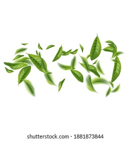 Realistic beautiful flying green tea leaf isolated on white. Leaves spring background. The Premium green tea for good health. Foliage nature plant for design, advertising, packaging products. Vector