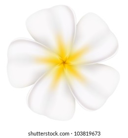 Realistic and beautiful frangipani. Illustration on white background