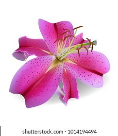 Realistic beautiful pink lily. Flower isolated on white background. Vector illustration