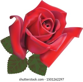 
Realistic beautiful red rose with green leaves.