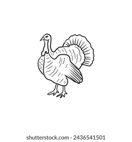 Realistic beautiful turkey cock, gobbler standing in black isolated on white background. Hand drawn vector sketch illustration in doodle engraved line art vintage style. Domestic farm poultry.