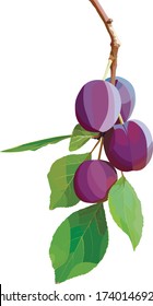 Realistic and beautiful vector plum berries. Adornment for greeting card.