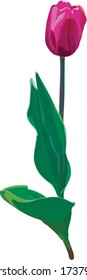 Realistic and beautiful vector tulip flower in watercolor style. Adornment for wedding invitations and greeting card.