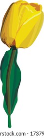 Realistic and beautiful vector tulip flower in watercolor style. Adornment for wedding invitations and greeting card.