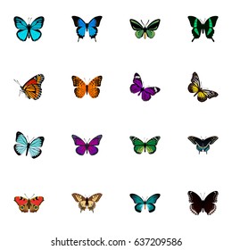 Realistic Beauty Fly, American Painted Lady, Spicebush And Other Vector Elements. Set Of Butterfly Realistic Symbols Also Includes Black, Bluewing, Beautiful Objects.