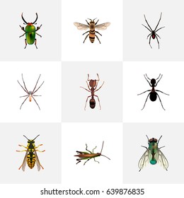 Realistic Bee, Ant, Spider And Other Vector Elements. 
