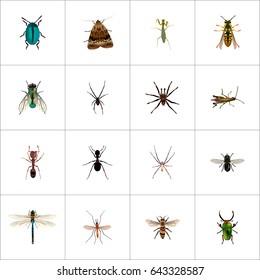 Realistic Bee, Arachnid, Damselfly And Other Vector Elements. Set Of Bug Realistic Symbols Also Includes Emmet, Gnat, Grasshopper Objects.