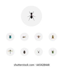 Realistic Bee, Bug, Insect And Other Vector Elements. Set Of Bug Realistic Symbols Also Includes Dragonfly, Ant, Locust Objects.
