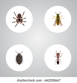 Realistic Bee, Dor, Tarantula And Other Vector Elements. Set Of Animal Realistic Symbols Also Includes Dor, Wisp, Arachnid Objects.