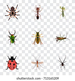 Realistic Bee, Emmet, Tarantula And Other Vector Elements. Set Of Insect Realistic Symbols Also Includes Gnat, Locust, Sting Objects.