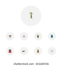 Realistic Bee, Insect, Spider And Other Vector Elements. Set Of  Realistic Symbols Also Includes Blue, Spinner, Wasp Objects.