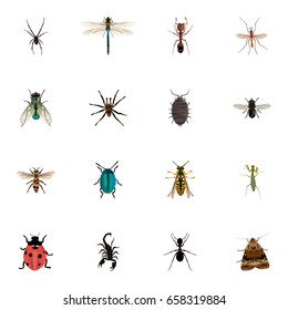 Realistic Bee, Ladybird, Grasshopper And Other Vector Elements. Set Of Insect Realistic Symbols Also Includes Emmet, Dragonfly, Bug Objects.