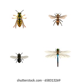 Realistic Bee, Midge, Damselfly And Other Vector Elements. Set Of Insect Realistic Symbols Also Includes Damselfly, Beetle, Dragonfly Objects.