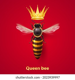 Realistic Bee Queen Mother with Golden Crown. Detailed Illustration of a Queen Bee on Red. Macro Insect, Concept of Food Industry, or Beekeeping