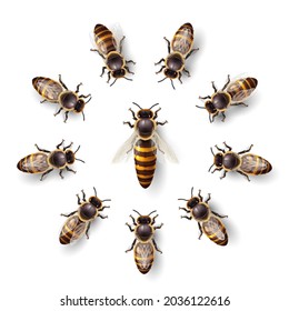 Realistic Bee Queen Mother and Bee Workers Around Her - Life of Bee Colony Simple Icon on White Background. Macro Insect, Concept of Food Industry