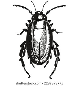 Realistic beetle vector, hand drawn animal illustration beetles
